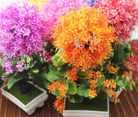 紫罗兰：清香四溢的护肤花