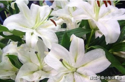 百合花的寓意：爱与希望的象征，美丽绽放