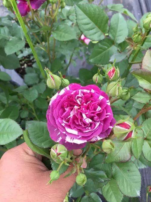 红宝石冰月季的香味和花期揭秘