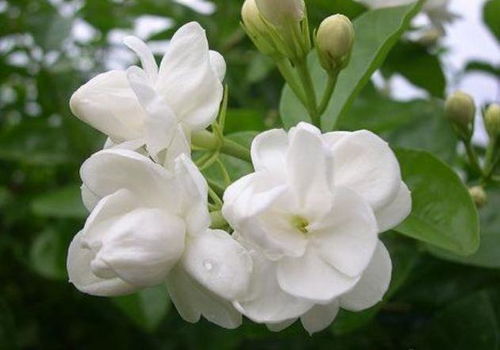 茉莉花：花开不断的香艳之花