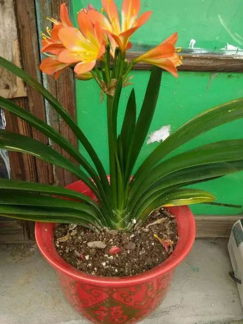 君子兰花夹箭了怎么办？如何正确拆解