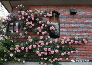 6、 藤彩虹月季