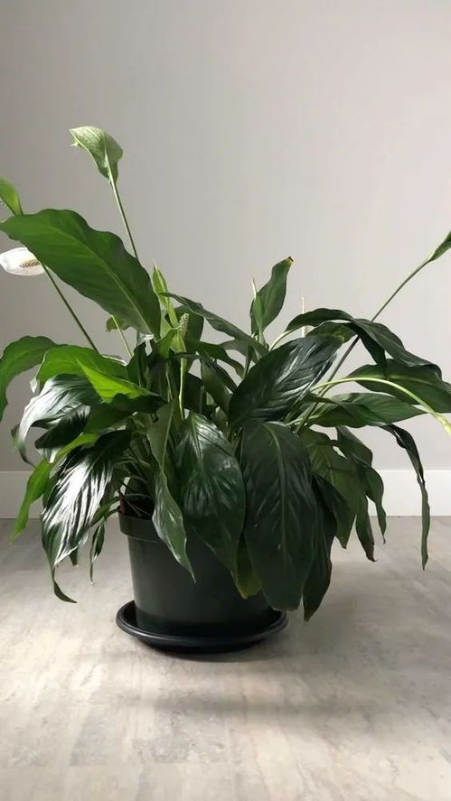 法师植物最佳浇水时间是什么时候最适宜