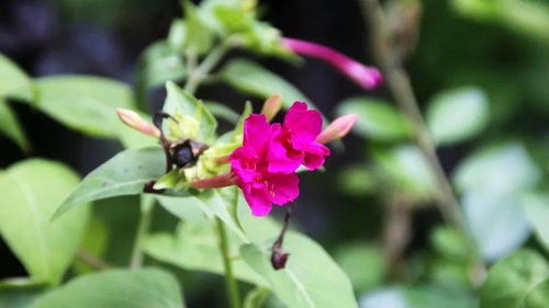 识破骗局：如何辨别真正的再生草本花