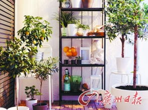 冬季阳台绿意盎然 8款耐寒盆栽助你省心省力