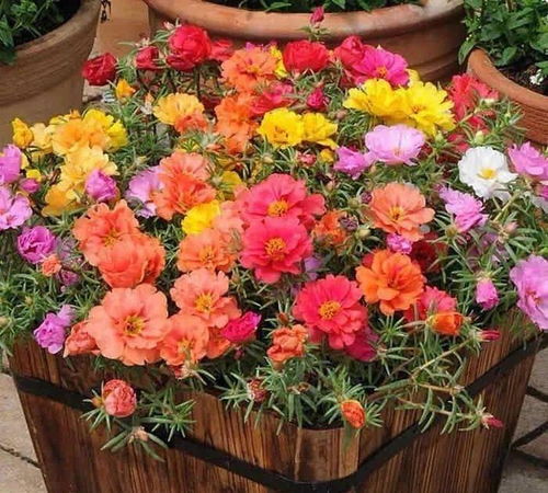 东北室外耐寒零下30度的花卉