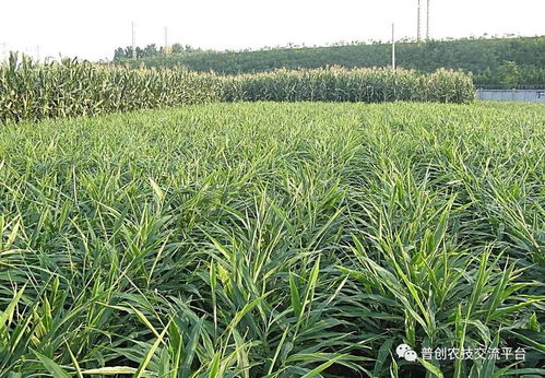 生姜种植除草剂用多了对土壤和作物有哪些长期影响？