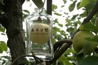 丙环唑：梨树上的“双刃剑”