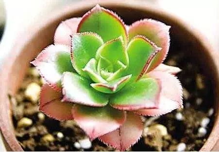 多肉植物上的白药渍怎么办？