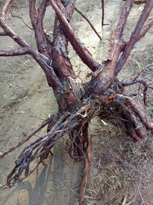 去年用过期茶叶渣改良土壤， 成功让钱串藤爆出23条新枝