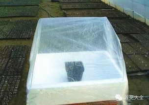 养护小贴士，花草长得梗好