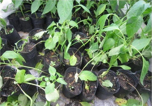 苯醚甲环唑：神奇的果实守护神