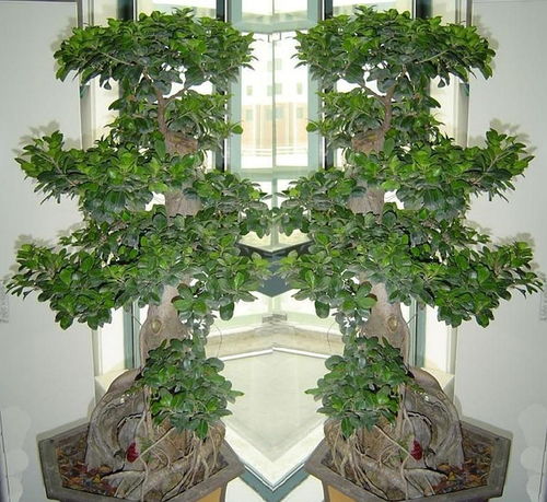 绿植花卉租摆：给西安古者阝添生机