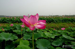 在旱地种植荷花的关键因素