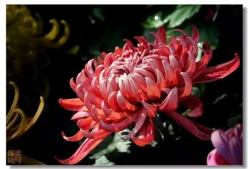 菊花的秋季盛宴