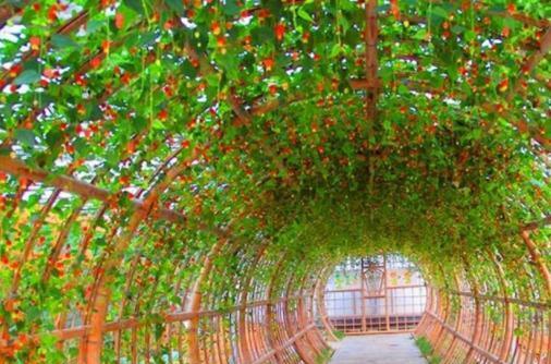 灯笼花冬天在室外种植会不会因为低温而冻死
