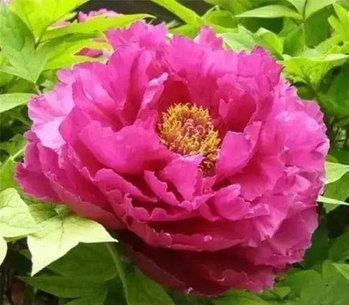 牡丹花源自洛阳？为何其他地方也有种植