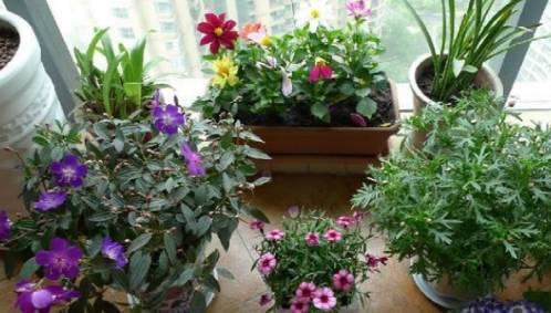 先说说我种的花吧