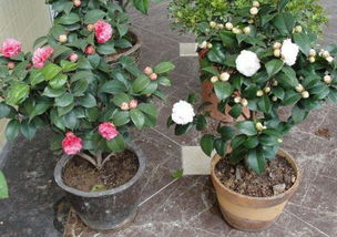 不同季节的浇水技巧