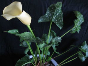 马蹄莲种植深度