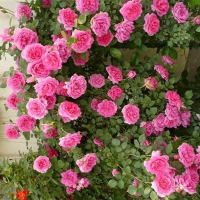 春季养护， 花开满园不是梦