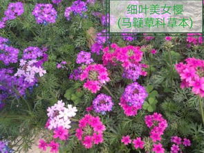 美女樱， 你真是个美丽的小姑娘