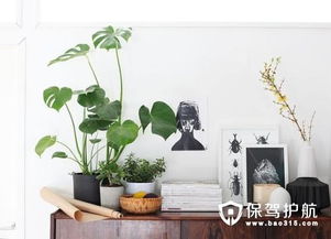 客厅绿植摆放，你真的了解其中的风水讲究吗？