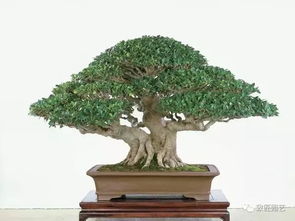 保持湿度的小技巧