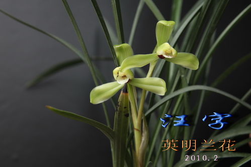 兰花绽放，花语何解