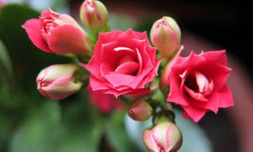 长寿花之名由此而来