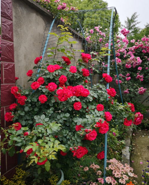 藤本与灌木月季的主要区别