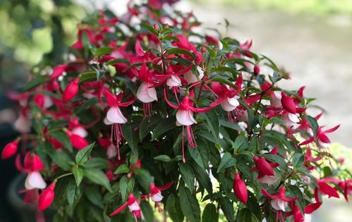 “苹果花养殖攻略：关键技巧与养护要点”