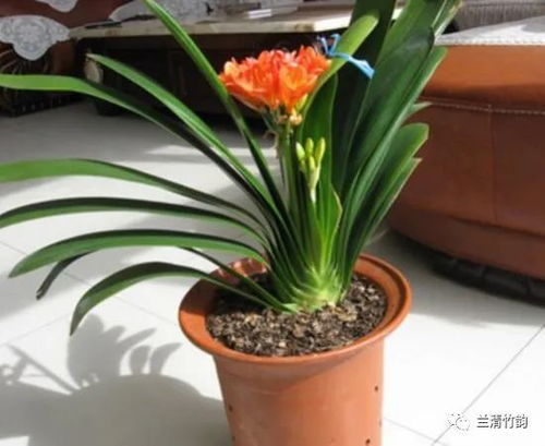 风铃草的花期秘密