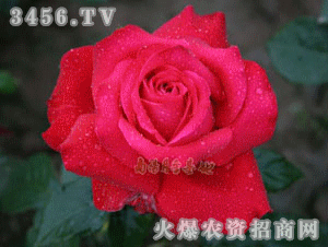 那么这个美得让人心醉的花儿，它的花期到底有多长呢？