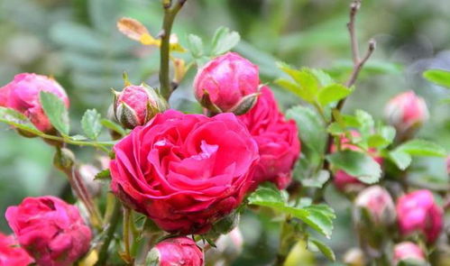 养护方法，我可是知道的满满的呢！