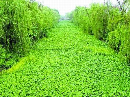河道水葫芦的恶势力：一场绿色的噩梦