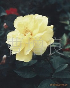 6. 红帽月季：花中的红衣舞者