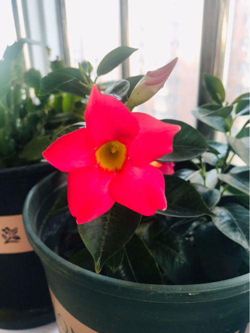 半支莲：太阳花的别名