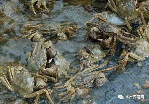 认识河蟹养殖中的常见病害