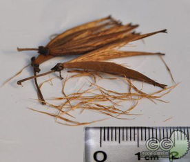 猪笼草种子怎么播种？种植和养护大揭秘！