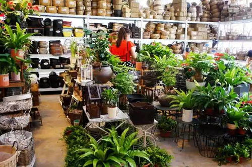 门口花草摆放，美观旺家的秘诀大揭秘！