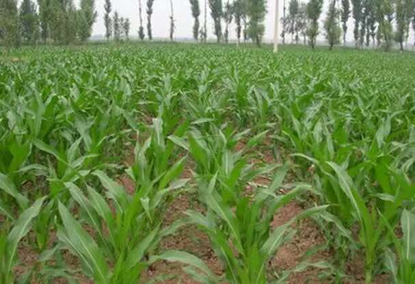 乙草胺喷施后的等待时间揭秘