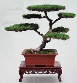 蟠扎， 塑造榆树独特造型