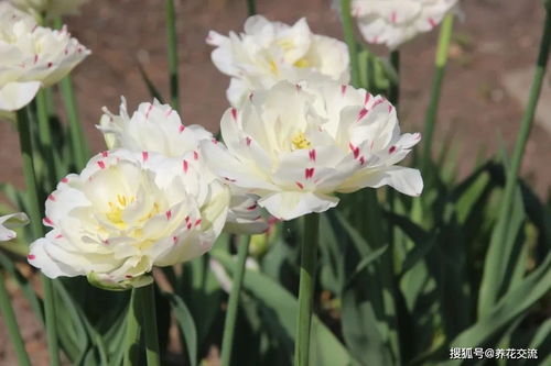 为什么这些品种适合两广地区