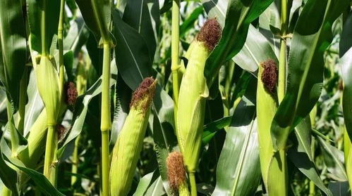 夏玉米田使用除草剂的必要性