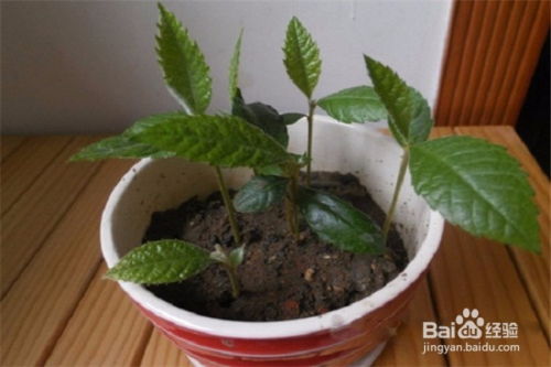 枇杷核种植方法中，枇杷育苗步骤详解具体是怎样的