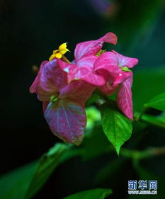 12月开花品种大盘点