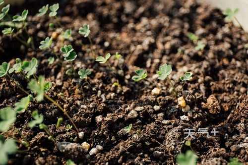 浙江农林大学的颠覆性发现