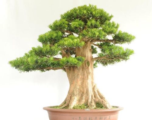 配土方法大揭秘