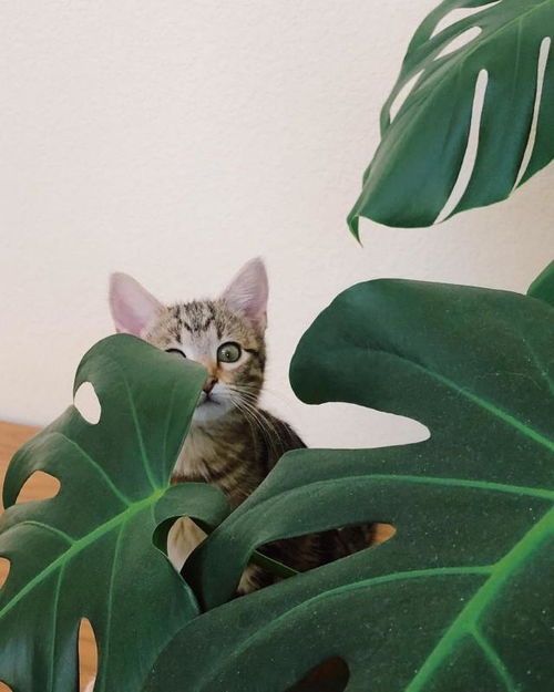 哪些植物对猫咪无害？这些绿植让猫猫更安全吗